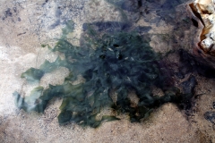 Sea lettuce - Ulva lactuca