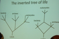 Inverted tree of life image, Dr Nick Lane- ' The Origins of Life'
