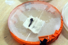 Petri-dish: Agar with nutrient broth and clove stitched onto canvas