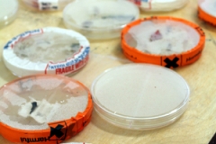 Petri-dishes: Natural materials with anti-bacterial properties