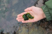 sea-lettuce