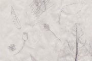 Eating Things, Forage impression,  Hospitalfield, 2021