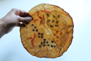 disco-scoby-sm-natural