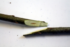 whip & tongue graft