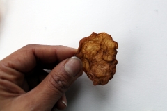 dried daughter dehydrated crisp