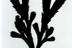 Bladderwrack