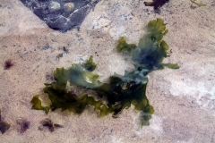 Sea lettuce - Ulva lactuca