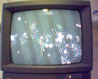 Phase contrast microscope showing spherical cells.