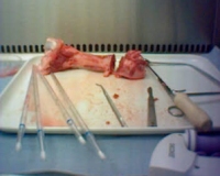 Cow femur bone sawed to access marrow which contains around 100 different cell types
