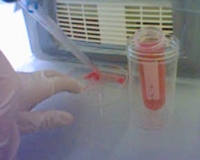 Working with sterilised marrow