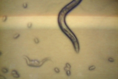 Model Organism - live nematode worm under a microscope