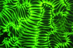 Xylene image by Fernan Federici- 'Plant Synthetic Biology'